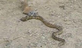 娱乐圈爆料大花蛇